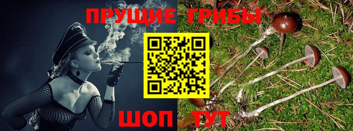 Псилоцибиновые грибы Psilocybine cubensis Тимашёвск